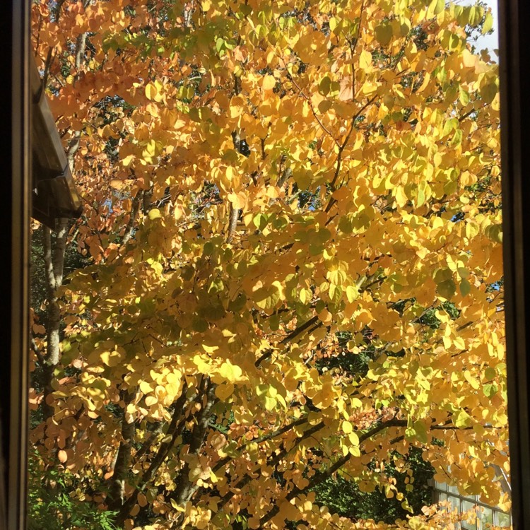 plant image 253161