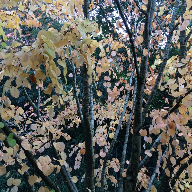 plant image 256728