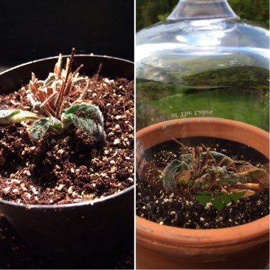 Streptocarpus