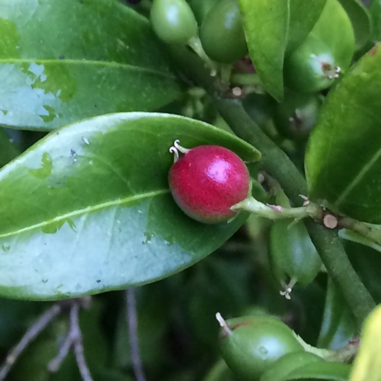 plant image 267578