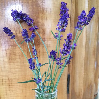 Lavandula angustifolia 'Hidcote' syn. Lavandula angustifolia 'Hidcote Blue'