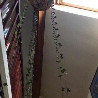 Ceropegia linearis subsp. Woodii