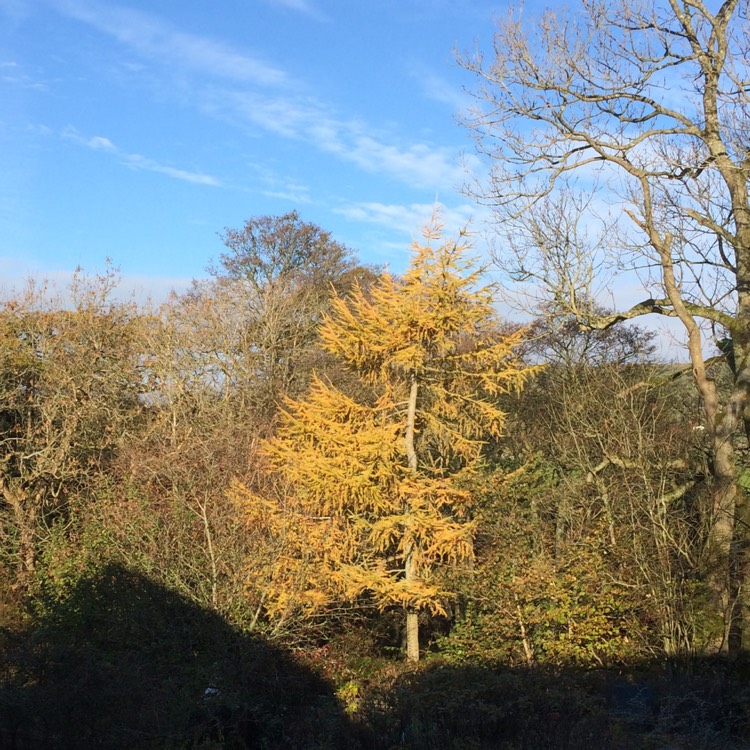 plant image 276105