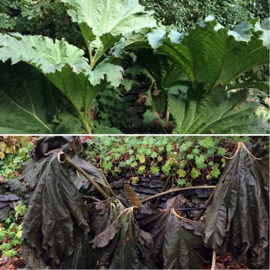 Gunnera manicata