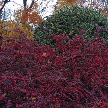 Cotoneaster horizontalis