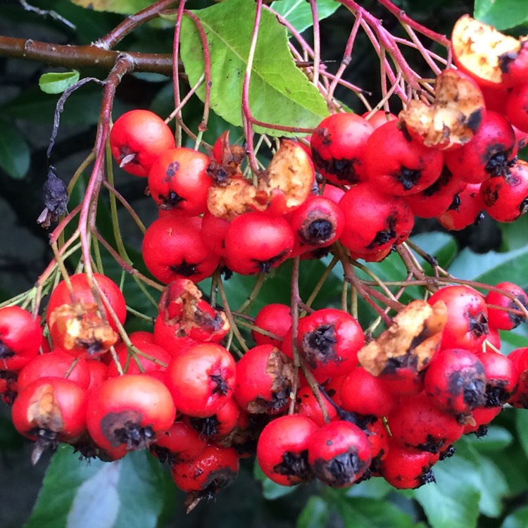 plant image 281258