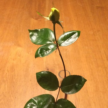 Rosa 'Golden Showers'