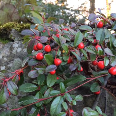 Cotoneaster dammeri