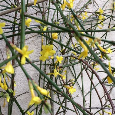 Jasminum nudiflorum