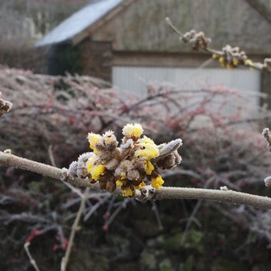 Hamamelis mollis
