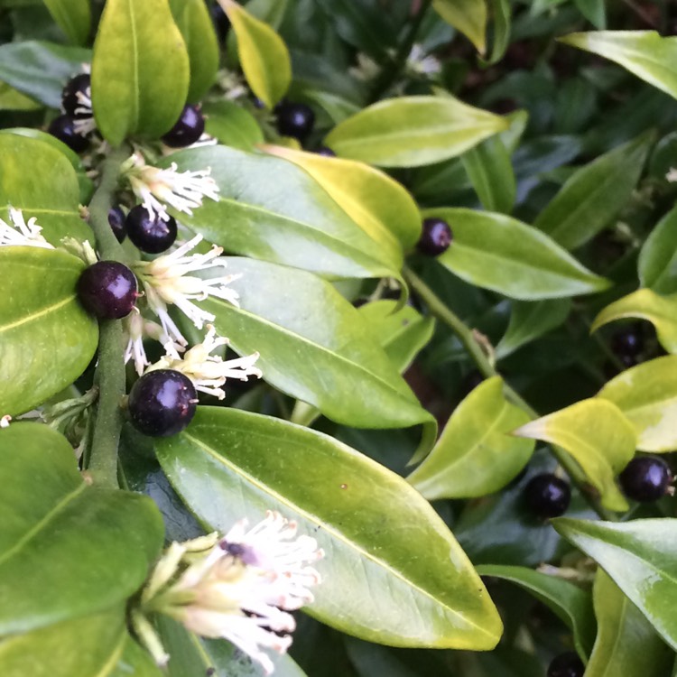 plant image 296624