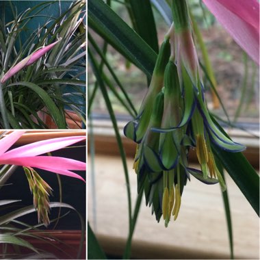 Billbergia nutans