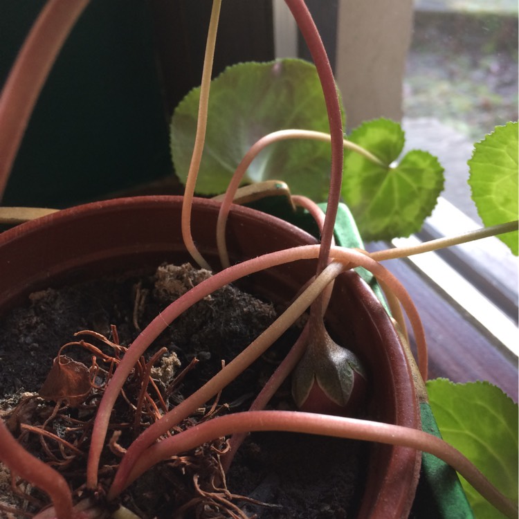 plant image 304099