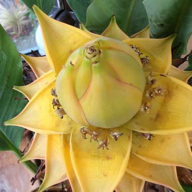 Musella lasiocarpa syn. Ensete lasiocarpum, Musa lasiocarpa,