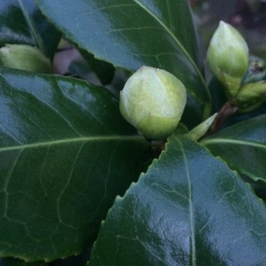 Camellia japonica 'Brushfield's Yellow'