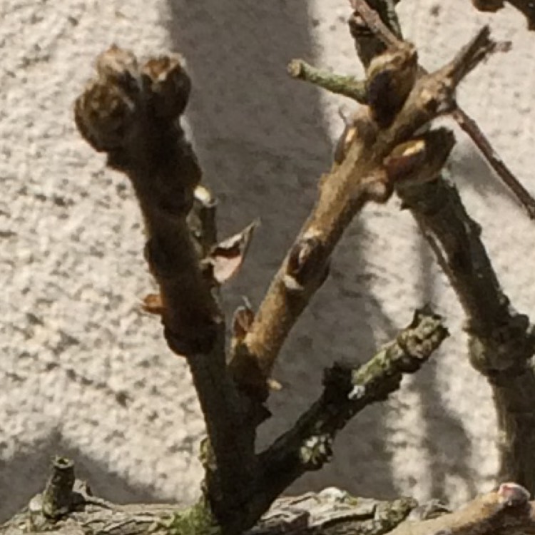 plant image 324703