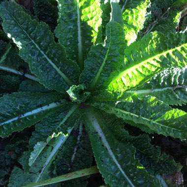Dipsacus fullonum syn. Dipsacus sylvestris