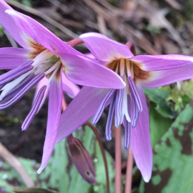 Erythronium Dens-Canis
