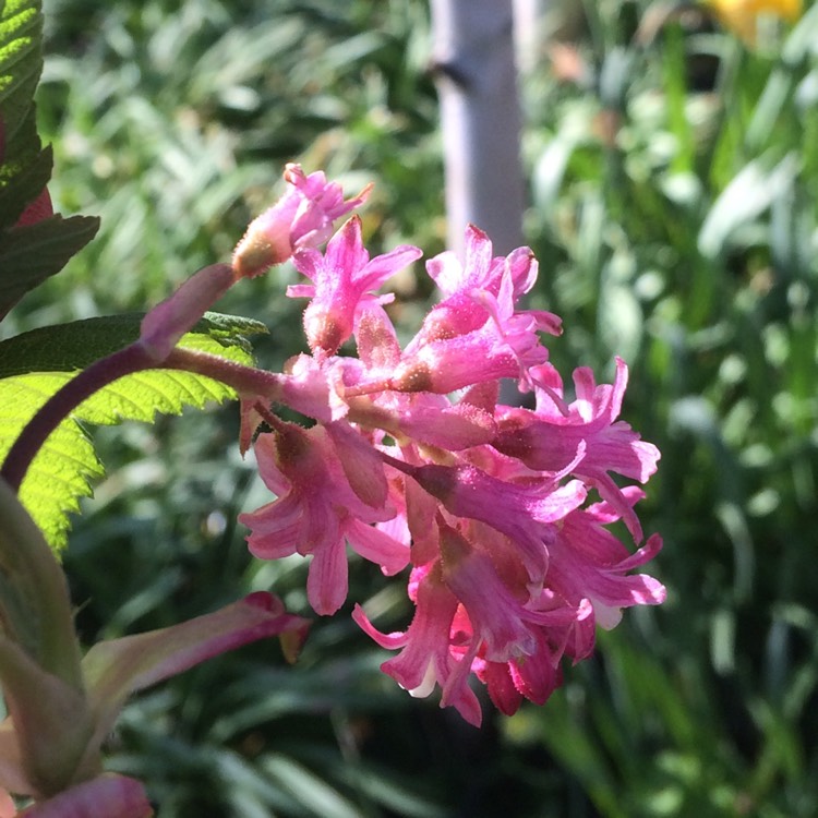 plant image 350467
