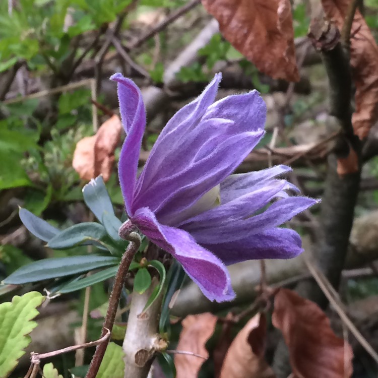 Plant image Clematis alpina 'Frances Rivis'