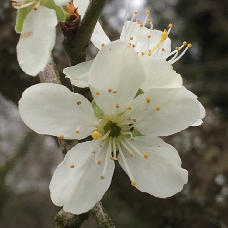 Plant image Prunus domestica 'Victoria'