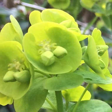 Euphorbia amygdaloides var. robbiae syn. Euphorbia robbiae