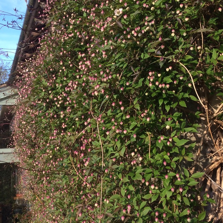 plant image 375156
