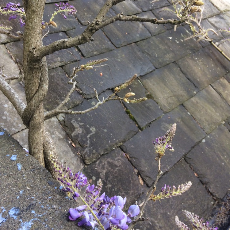 plant image 376590