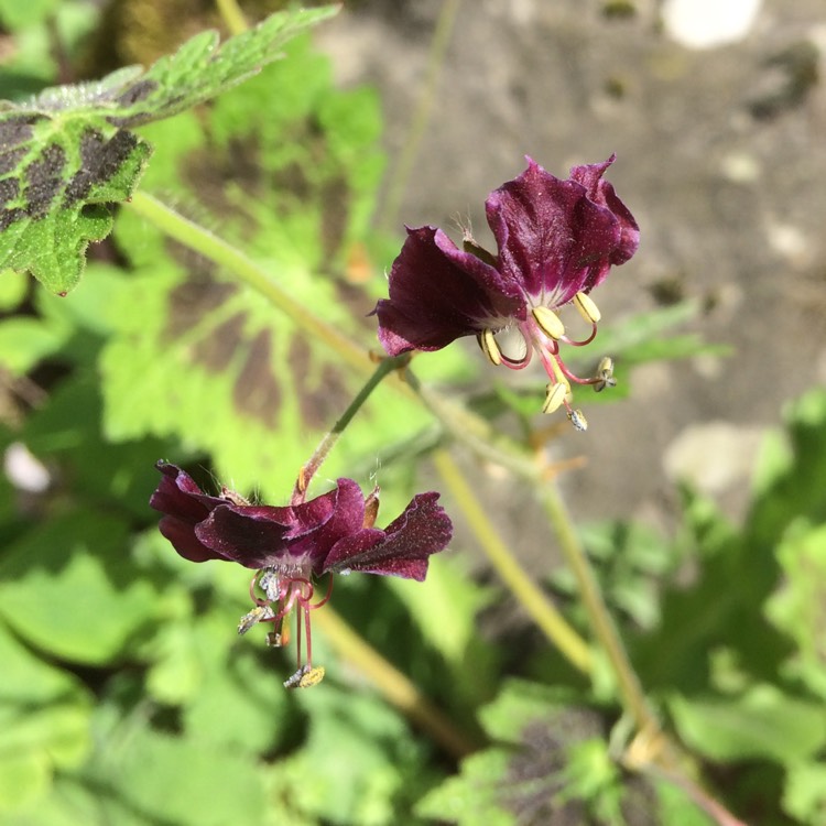 Plant image Geranium phaeum 'Samobor'