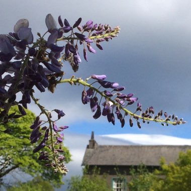 Wisteria sinensis