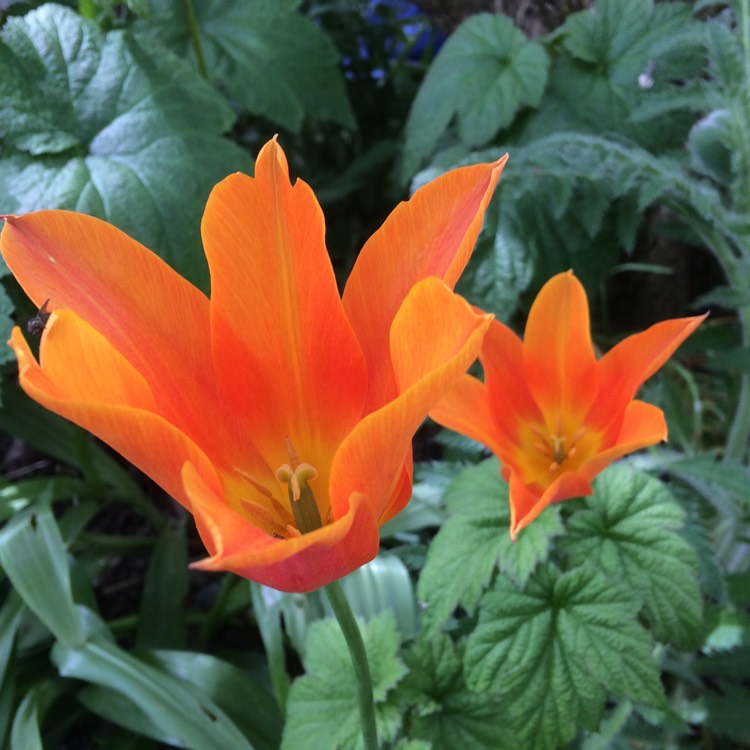 plant image 390319