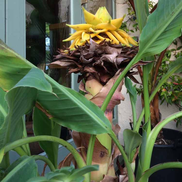 Plant image Musella lasiocarpa syn. Ensete lasiocarpum, Musa lasiocarpa,