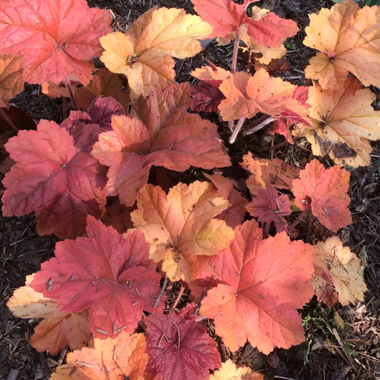 plant image 398255