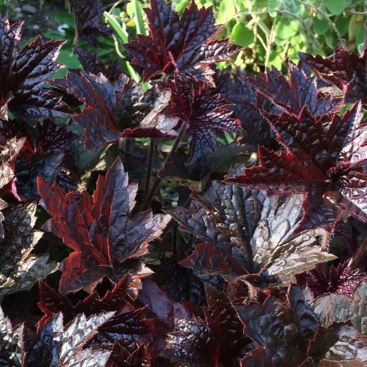 plant image 398275