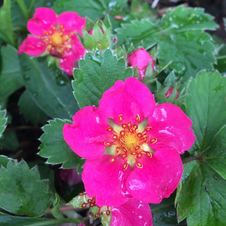 plant image 399510