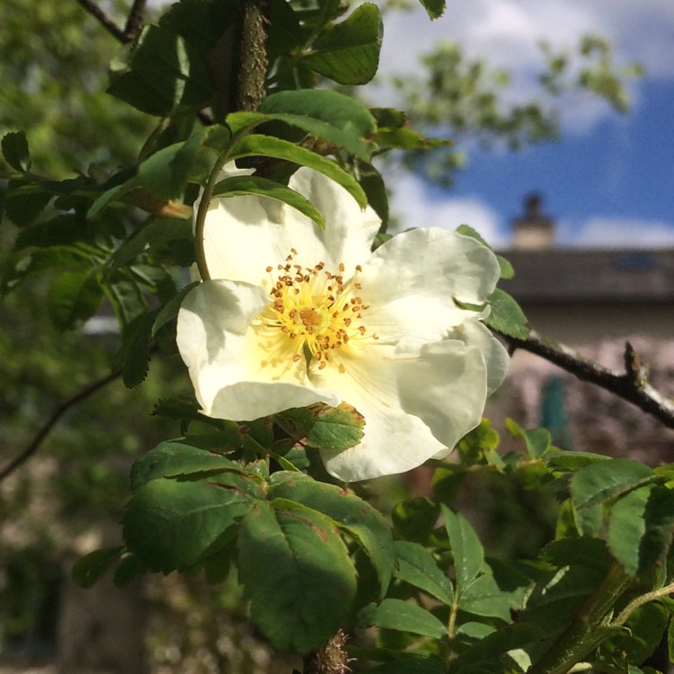 Plant image Rosa omeiensis f. pteracanth syn. Rosa sericea subsp. omeiensis f. pteracanth, Rosa omeiensis var. pteracantha
