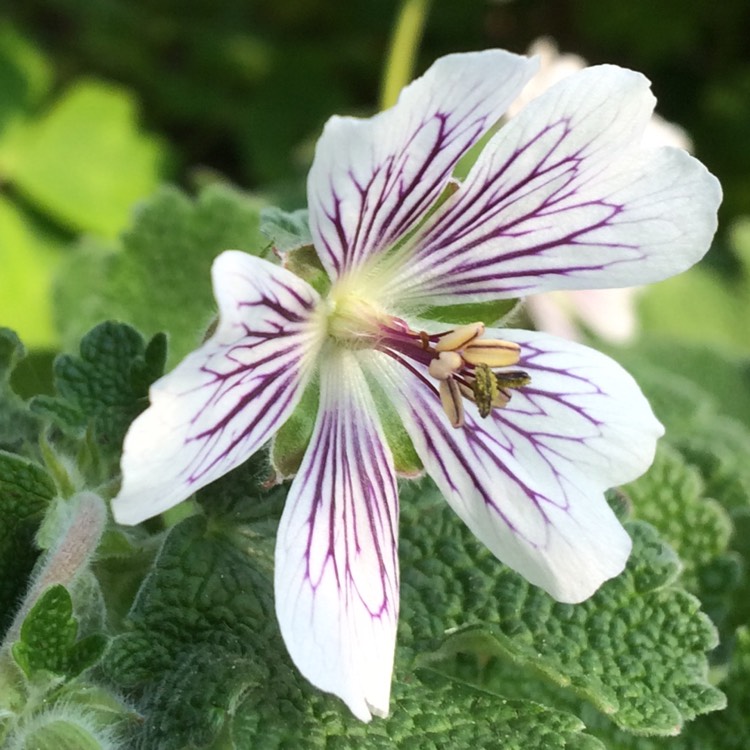 Plant image Geranium renardii