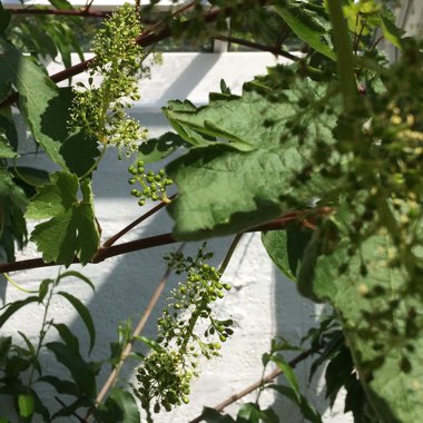 Vitis vinifera 'Thompson Seedless'