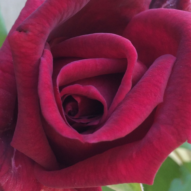 plant image 417072