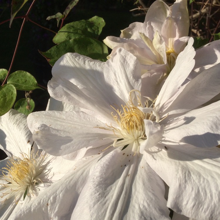 plant image 432649