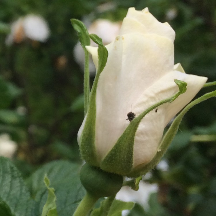 Plant image Rosa rugosa 'Alba'