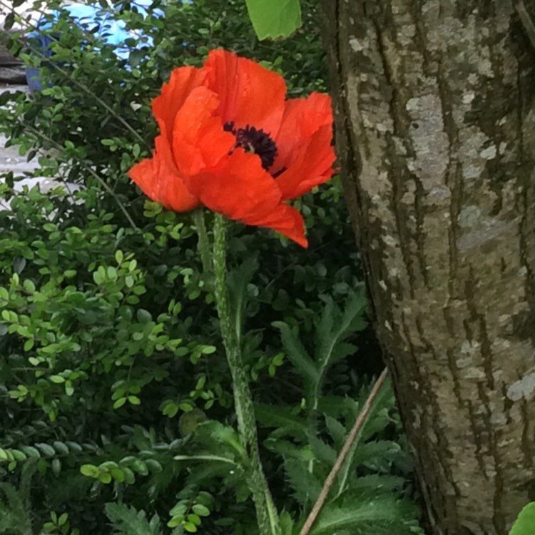 plant image 444445