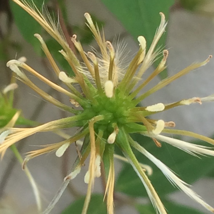 plant image 454475