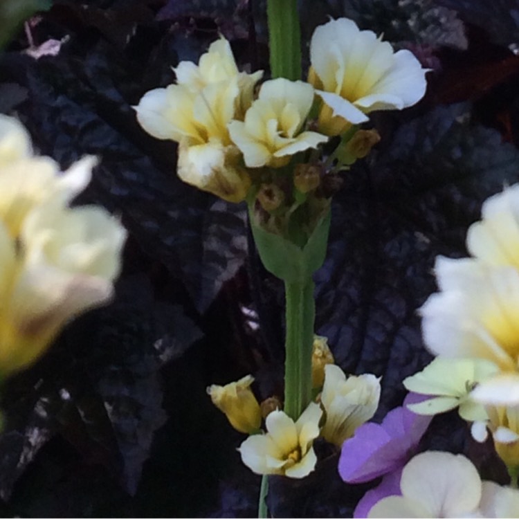 Plant image Sisyrinchium striatum