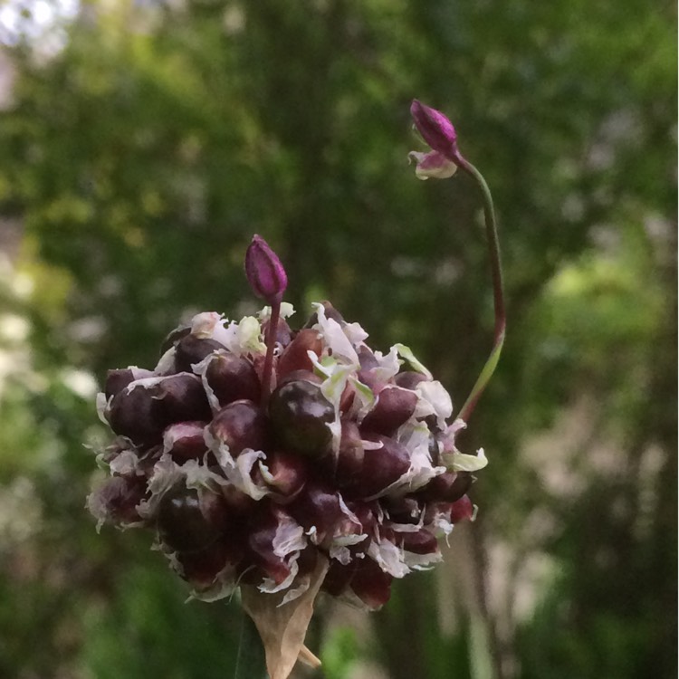 plant image 469097