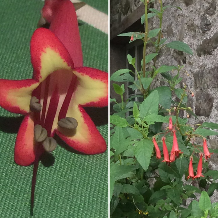 Plant image Phygelius x rectus 'African Queen'