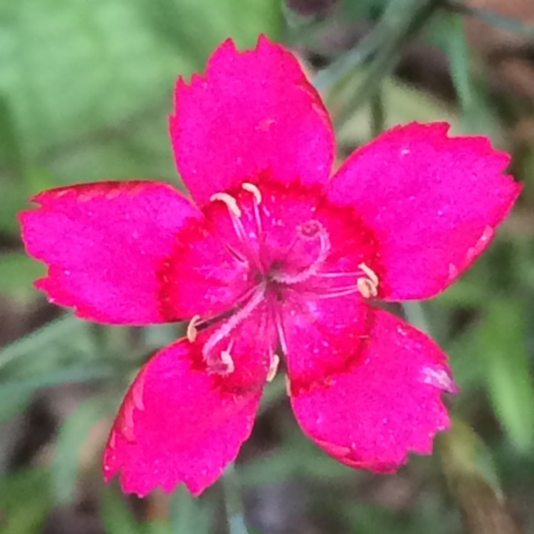 Plant image Dianthus deltoides 'Flashing Lights'