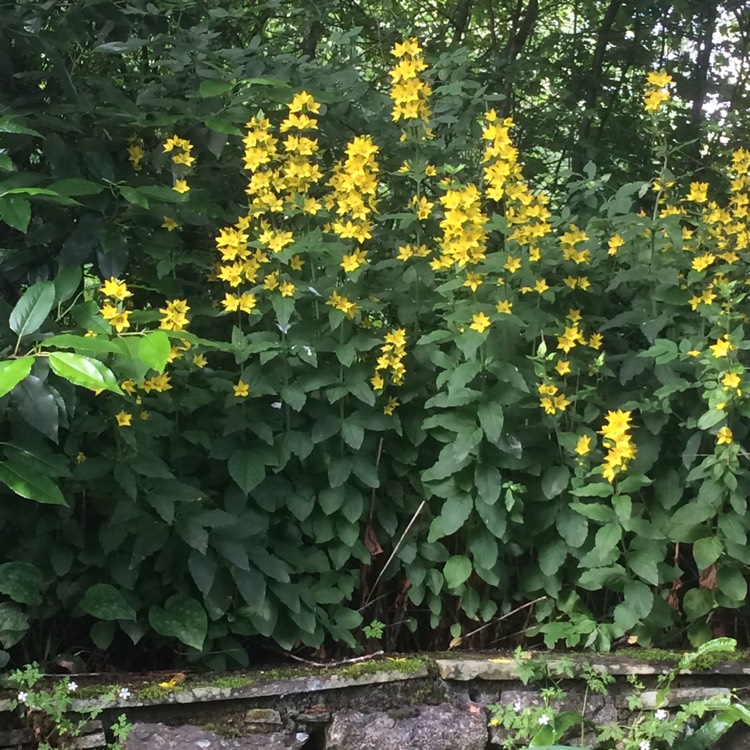 plant image 475657