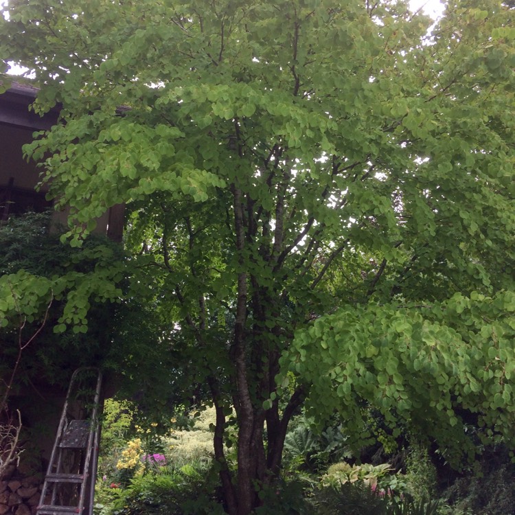 plant image 493422