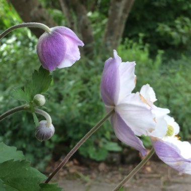 Anemone Hupehensis var. japonica 'Dreaming Swan'